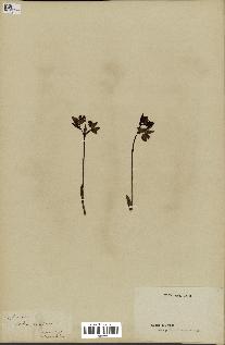 spécimen de Ophrys lutea