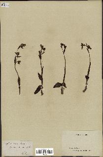 spécimen de Ophrys lutea