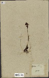 spécimen de Ophrys lutea