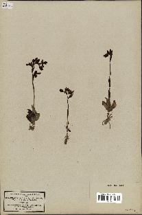 spécimen de Ophrys lutea