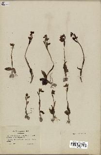 spécimen de Ophrys lutea