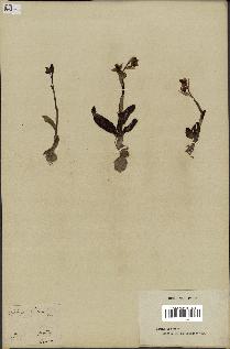 spécimen de Ophrys lutea