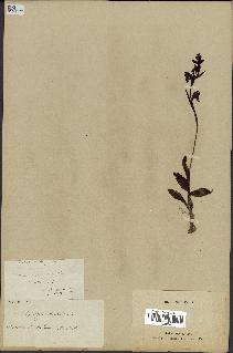 spécimen de Ophrys lutea
