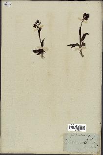 spécimen de Ophrys lutea