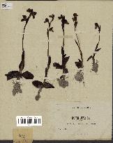 spécimen de Ophrys lutea
