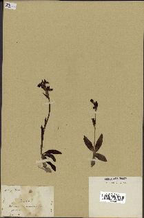 spécimen de Ophrys lutea