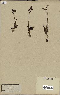 spécimen de Ophrys lutea