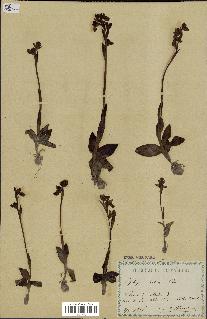 spécimen de Ophrys lutea