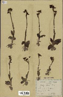spécimen de Ophrys lutea
