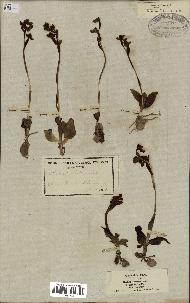 spécimen de Ophrys lutea
