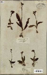 spécimen de Ophrys lutea