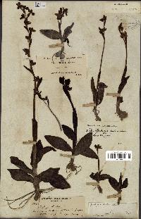 spécimen de Ophrys lutea