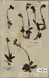 spécimen de Ophrys lutea