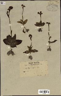 spécimen de Ophrys lutea