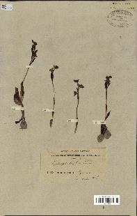 spécimen de Ophrys lutea