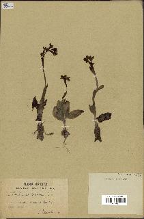 spécimen de Ophrys lutea
