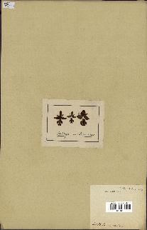 spécimen de Ophrys lutea