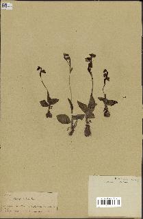 spécimen de Ophrys lutea