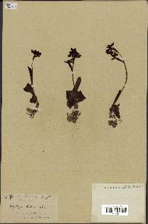 spécimen de Ophrys lutea
