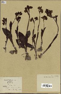 spécimen de Ophrys lutea