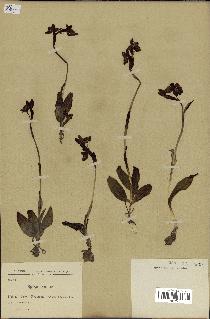 spécimen de Ophrys lutea