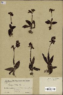 spécimen de Ophrys lutea