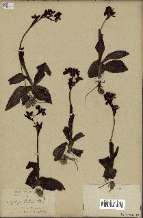 spécimen de Ophrys lutea