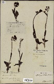 spécimen de Ophrys lutea