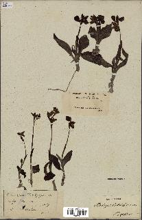 spécimen de Ophrys lutea