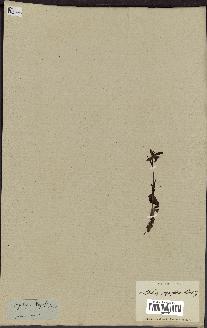 spécimen de Ophrys lutea