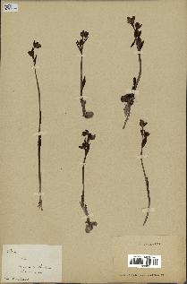 spécimen de Ophrys lutea