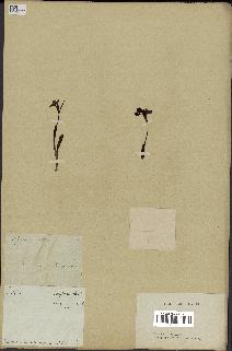 spécimen de Ophrys lutea