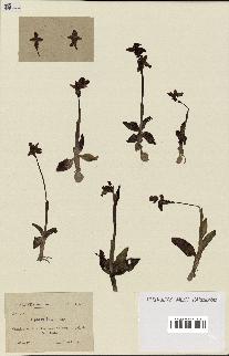 spécimen de Ophrys lutea