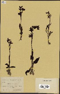 spécimen de Ophrys lutea