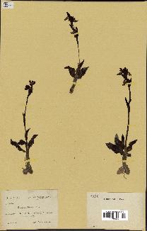 spécimen de Ophrys lutea