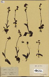 spécimen de Ophrys lutea