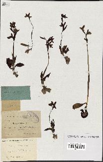 spécimen de Ophrys lutea