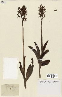 spécimen de Orchis purpurea