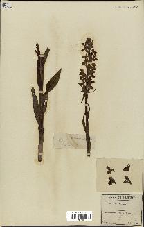 spécimen de Orchis maculata