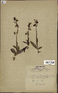 spécimen de Ophrys aranifera