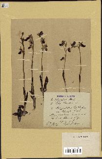 spécimen de Ophrys aranifera