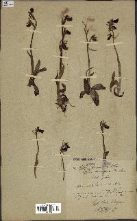 spécimen de Ophrys aranifera