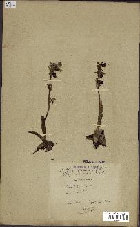 spécimen de Ophrys aranifera