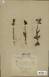 spécimen de Ophrys aranifera