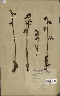 spécimen de Ophrys aranifera