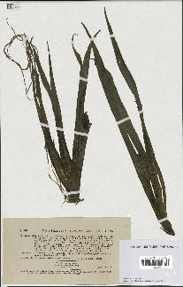 spécimen de Stratiotes aloides