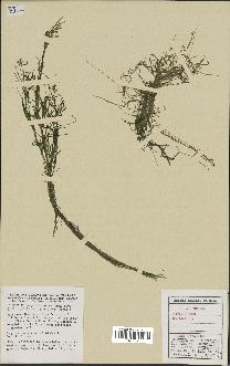 spécimen de Potamogeton pusillus