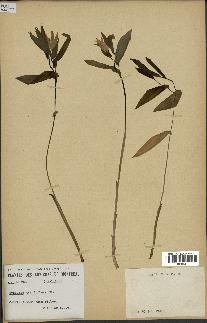 spécimen de Uvularia grandiflora
