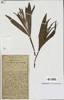 spécimen de Colchicum autumnale