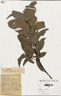spécimen de Cinnamomum burmannii